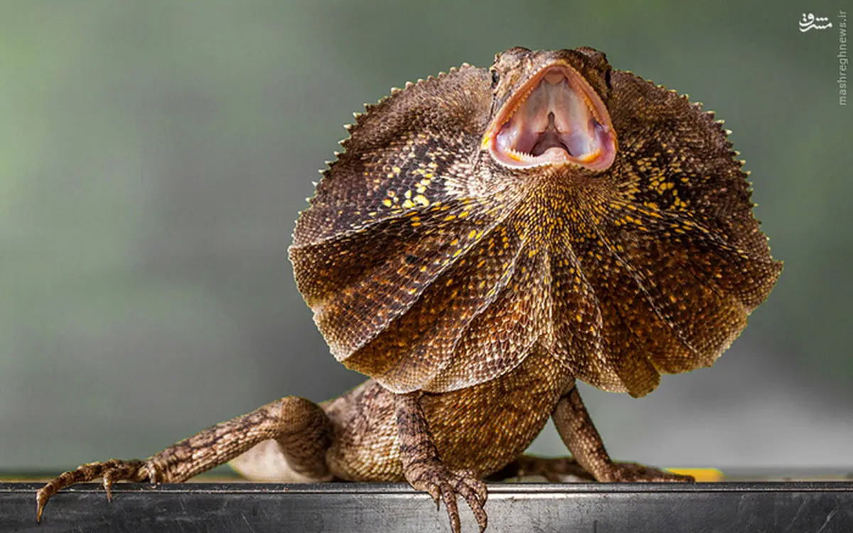 دیدنی‌های جالب حیات وحش /تصاویر