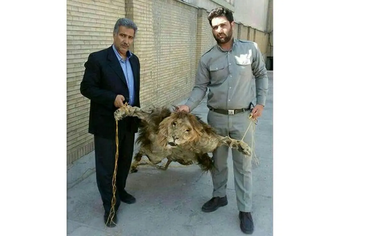 پرونده شیر سلاخی شده در حال پیگیری است