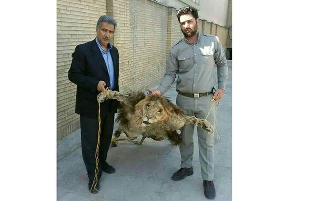 پرونده شیر سلاخی شده در حال پیگیری است