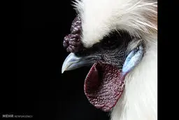 تصاویری دیدنی از نمایشگاه مرغ و خروس‌ها در انگلیس