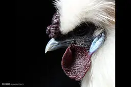 تصاویری دیدنی از نمایشگاه مرغ و خروس‌ها در انگلیس