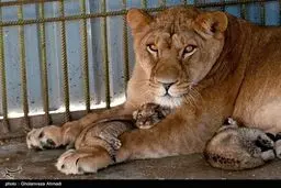 تولد سه توله شیر آفریقایی در باغ وحش بابلسر/ تصاویر