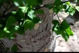 تصاویری از رفتاری ناخوشایند به نام «یادگاری نوشتن روی درختان»