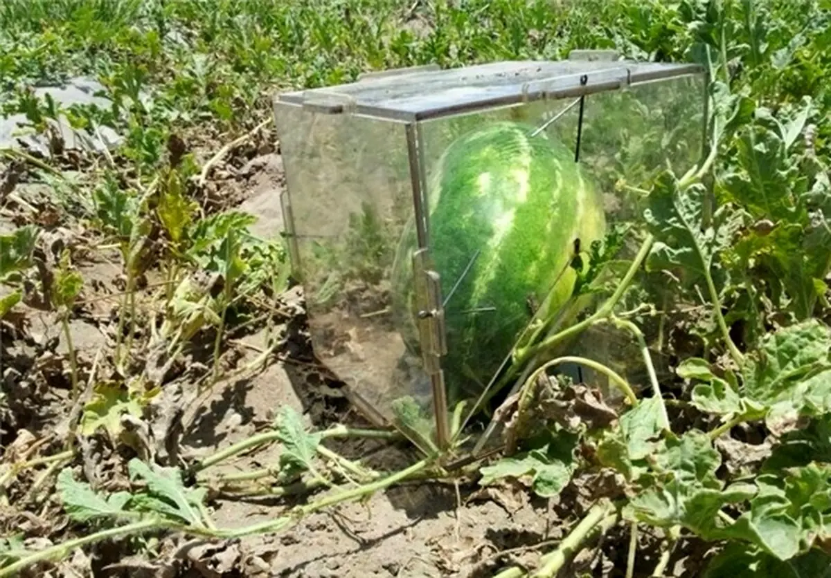 تولید هندوانه مکعبی در قلعه‌گنج +عکس