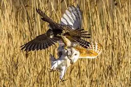 مبارزه هوایی بر سر غذا/عکس