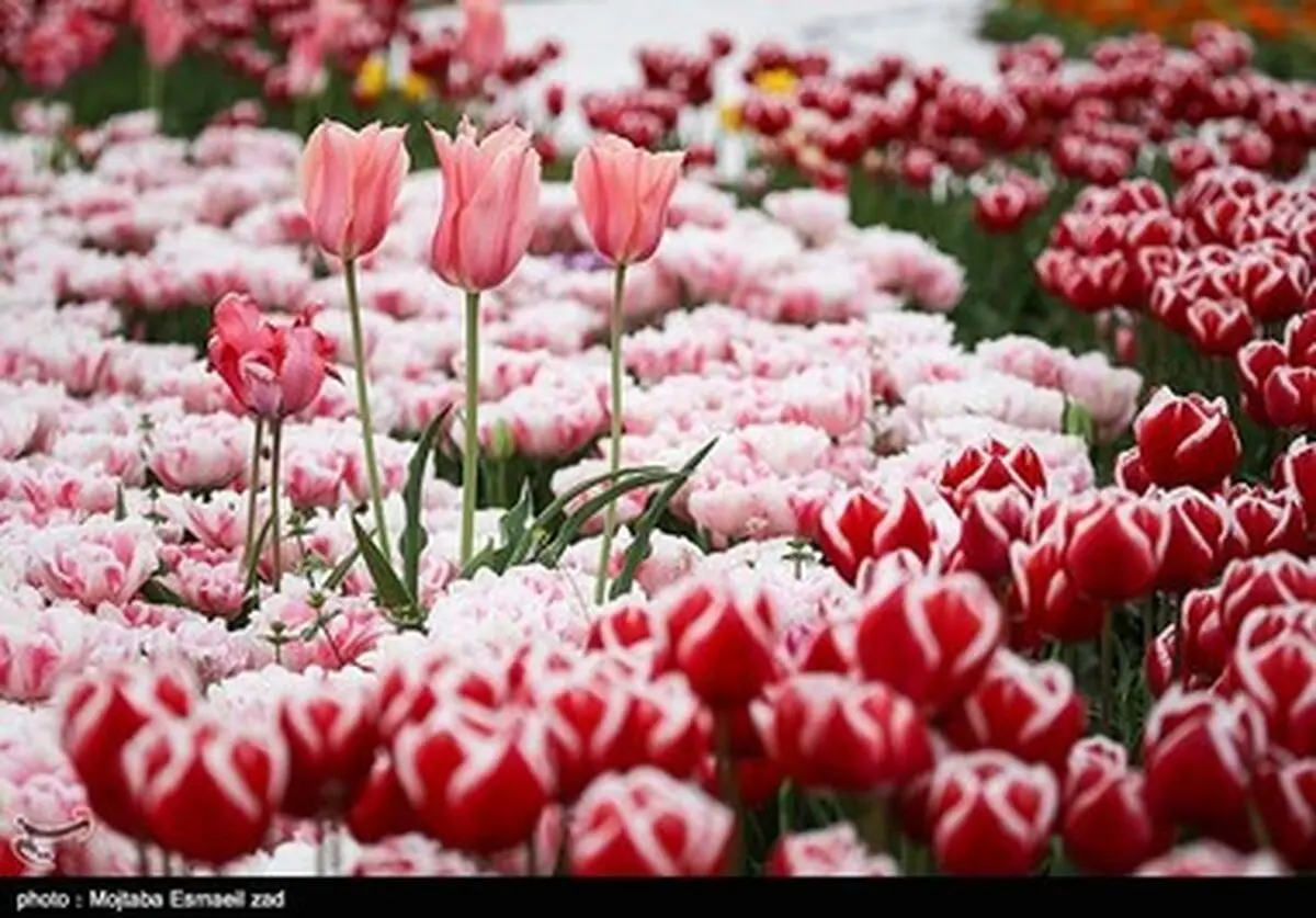 تصاویر: نهمین جشنواره گل و گیاه ارومیه