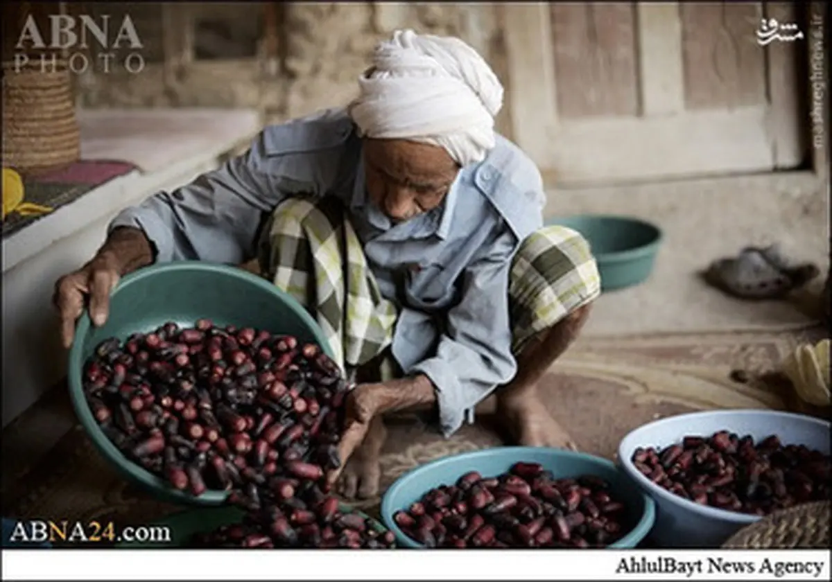 چیدن خرمای ماه رمضان در بحرین/تصاویر