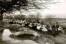 اینجا تهران، بلوار کشاورز، 100 سال پیش/عکس