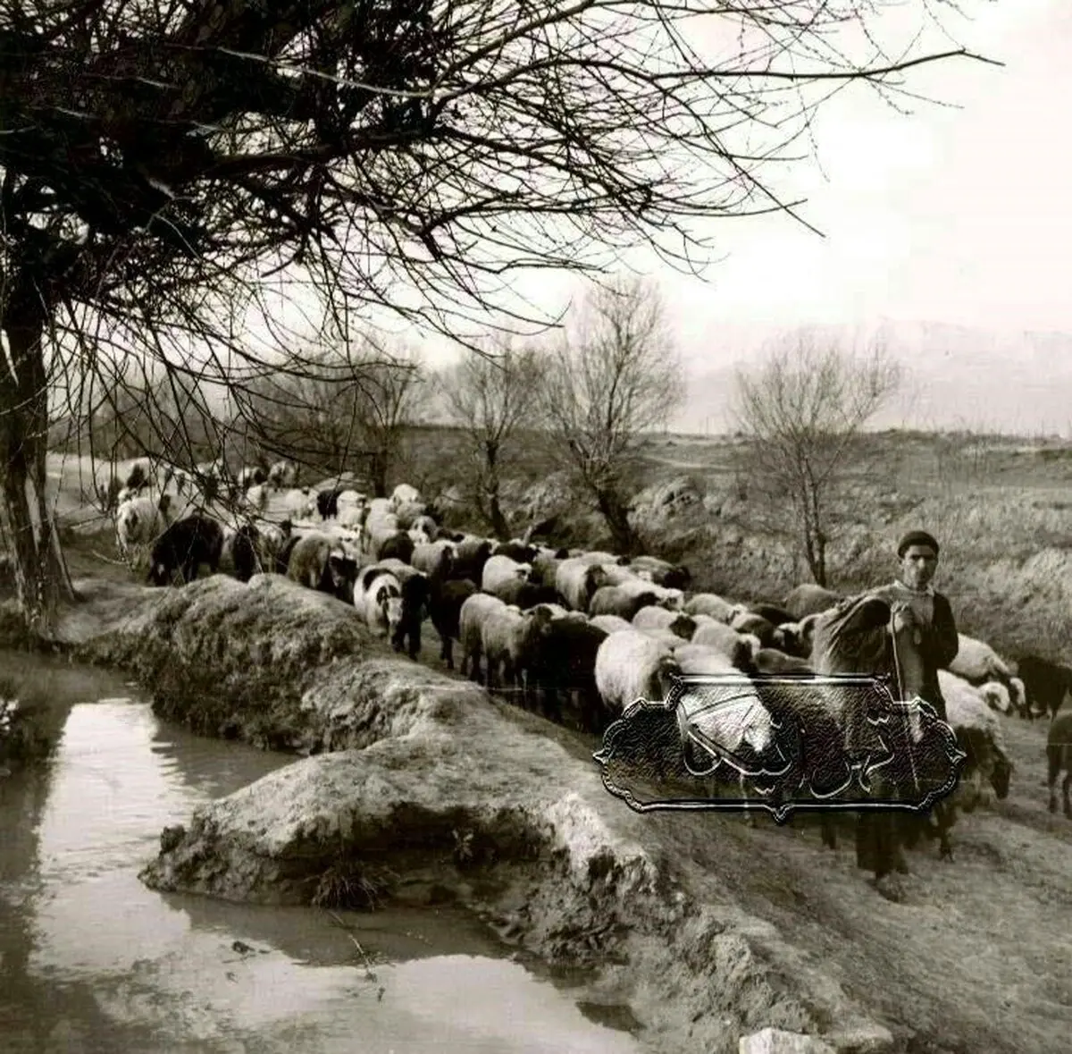 اینجا تهران، بلوار کشاورز، 100 سال پیش/عکس