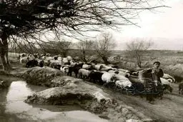 اینجا تهران، بلوار کشاورز، 100 سال پیش/عکس