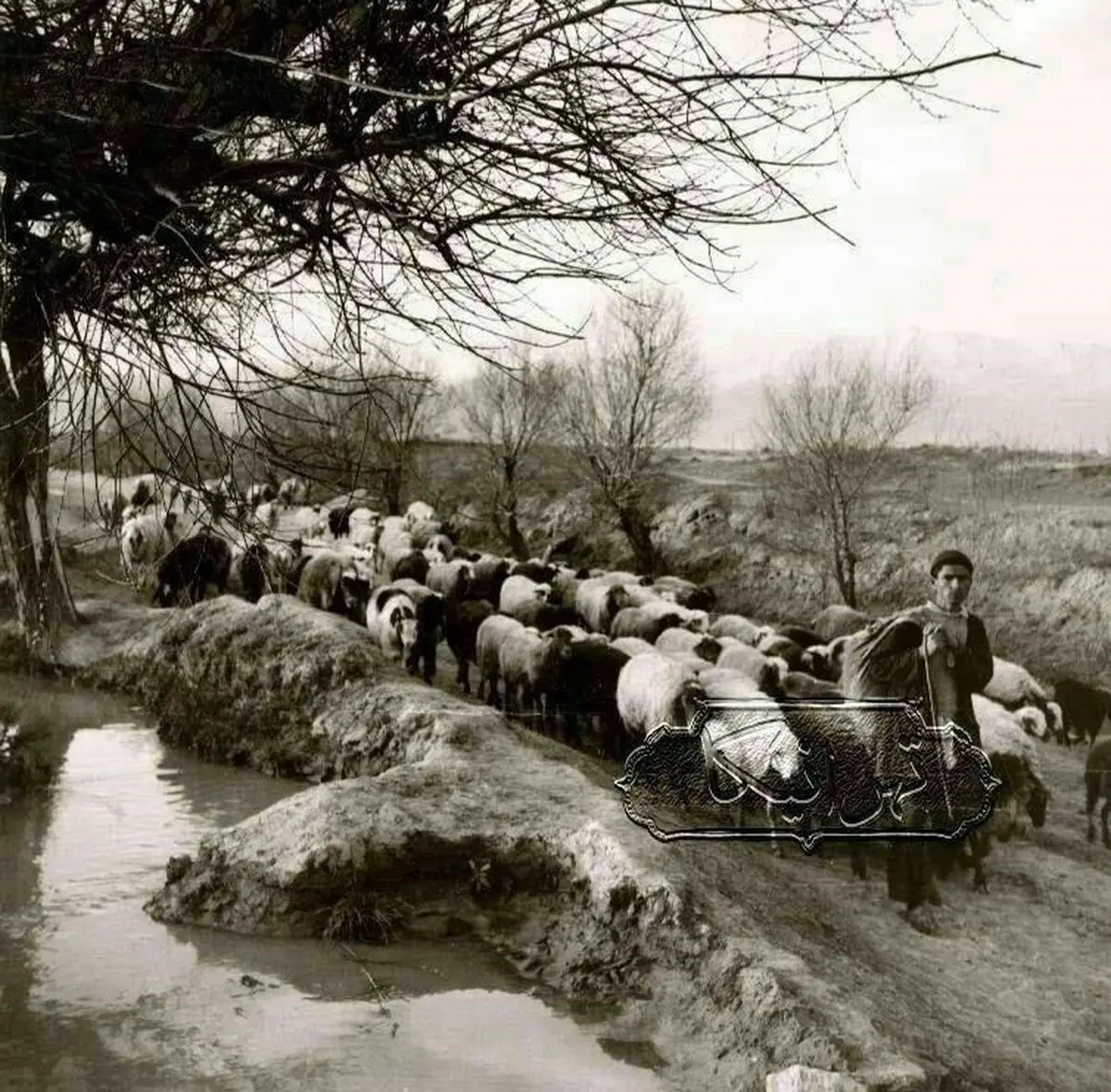 اینجا تهران، بلوار کشاورز، 100 سال پیش/عکس