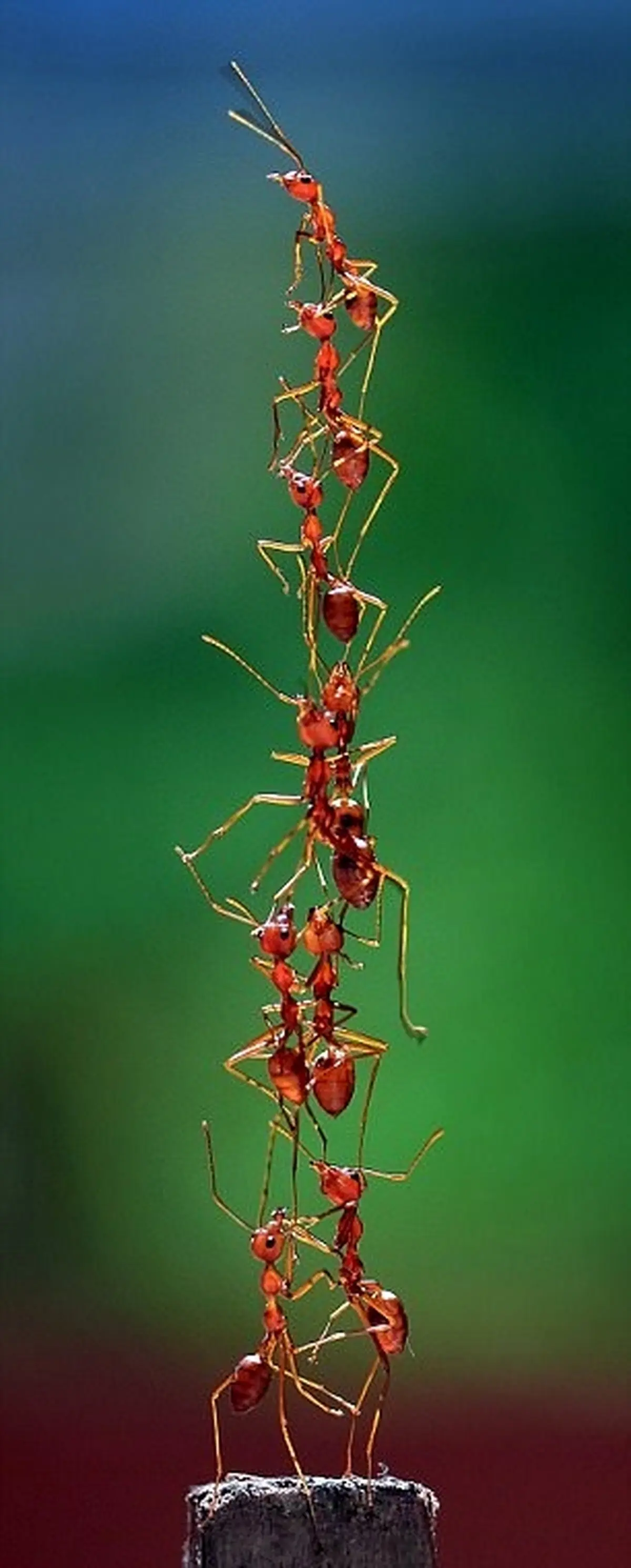 تصاویر | مورچه‌هایی که جهان را اداره می‌کنند