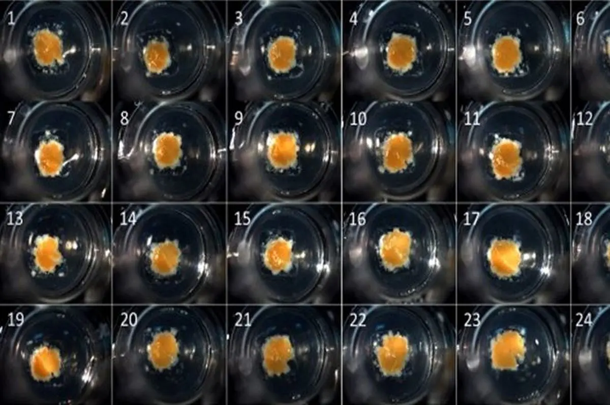 استفاده از فناوری چاپ سه بعدی برای تولید کبد