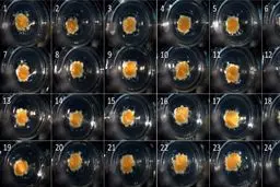 استفاده از فناوری چاپ سه بعدی برای تولید کبد