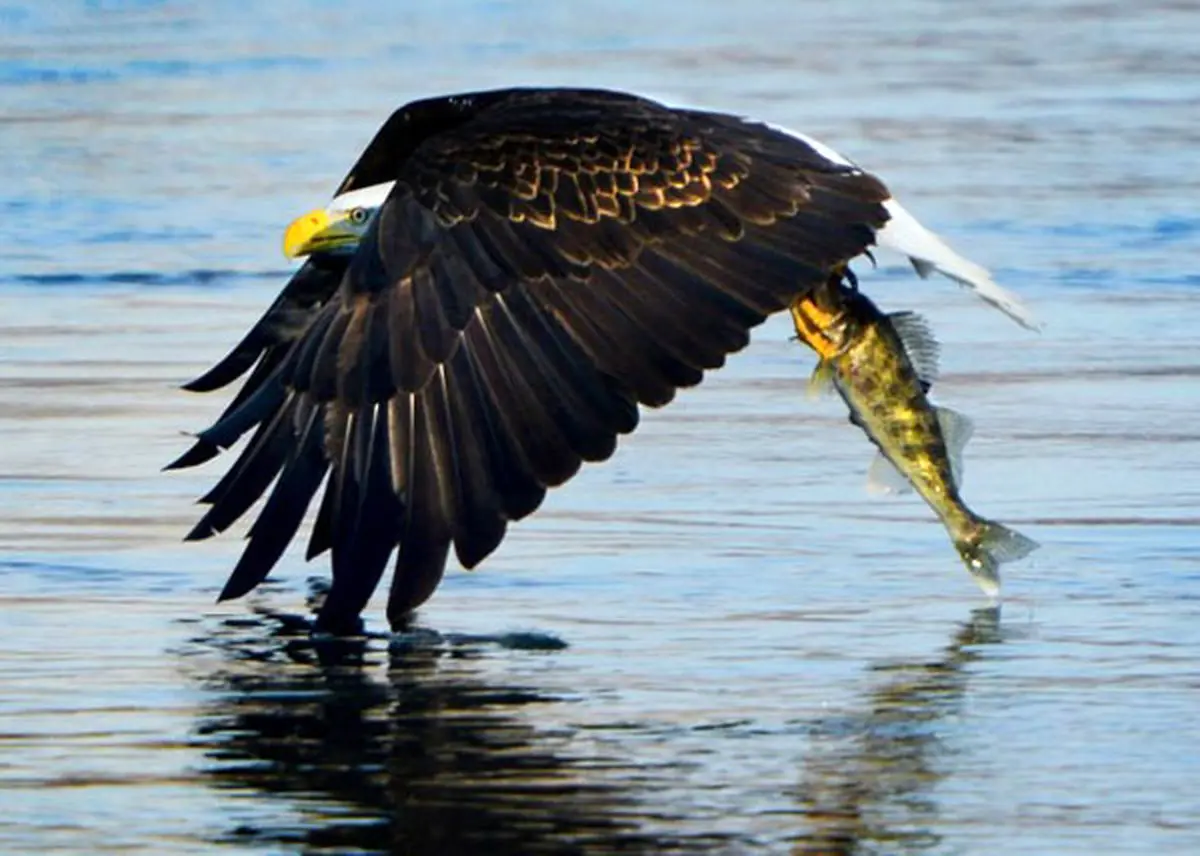 تصویر کمتر دیده شده از شکار ماهی توسط عقاب