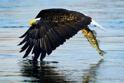 تصویر کمتر دیده شده از شکار ماهی توسط عقاب