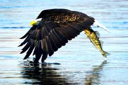 تصویر کمتر دیده شده از شکار ماهی توسط عقاب