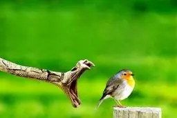 تصاویر دیدنی از حیات وحش