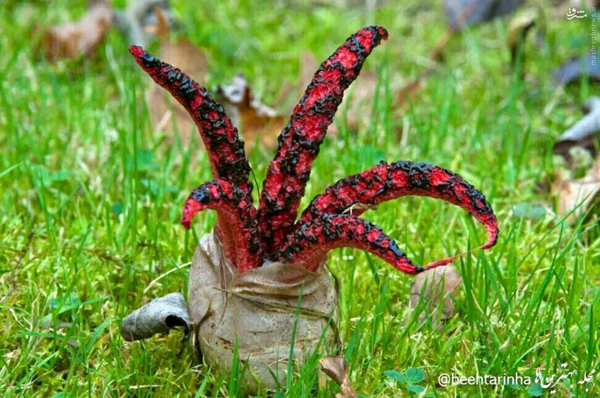 انگشتان شیطان در استرالیا/ عکس