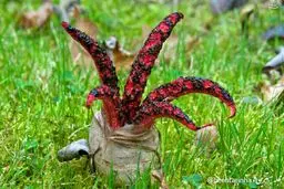 انگشتان شیطان در استرالیا/ عکس