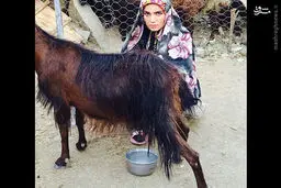 بازیگر زن ایرانی در حال دوشیدن بز/عکس