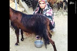 بازیگر زن ایرانی در حال دوشیدن بز/عکس