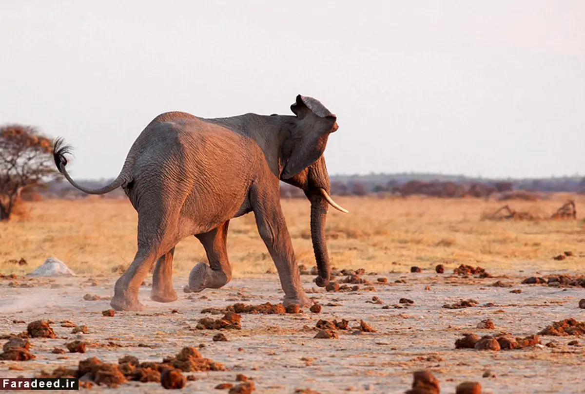 فرار شیرها از ترس فیل خشمگین/تصاویر