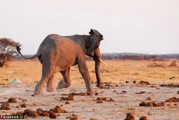 فرار شیرها از ترس فیل خشمگین/تصاویر