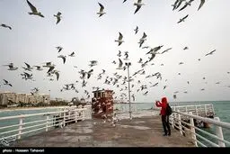 پرندگان در ساحل اسکله تفریحی کیش/ تصاویر
