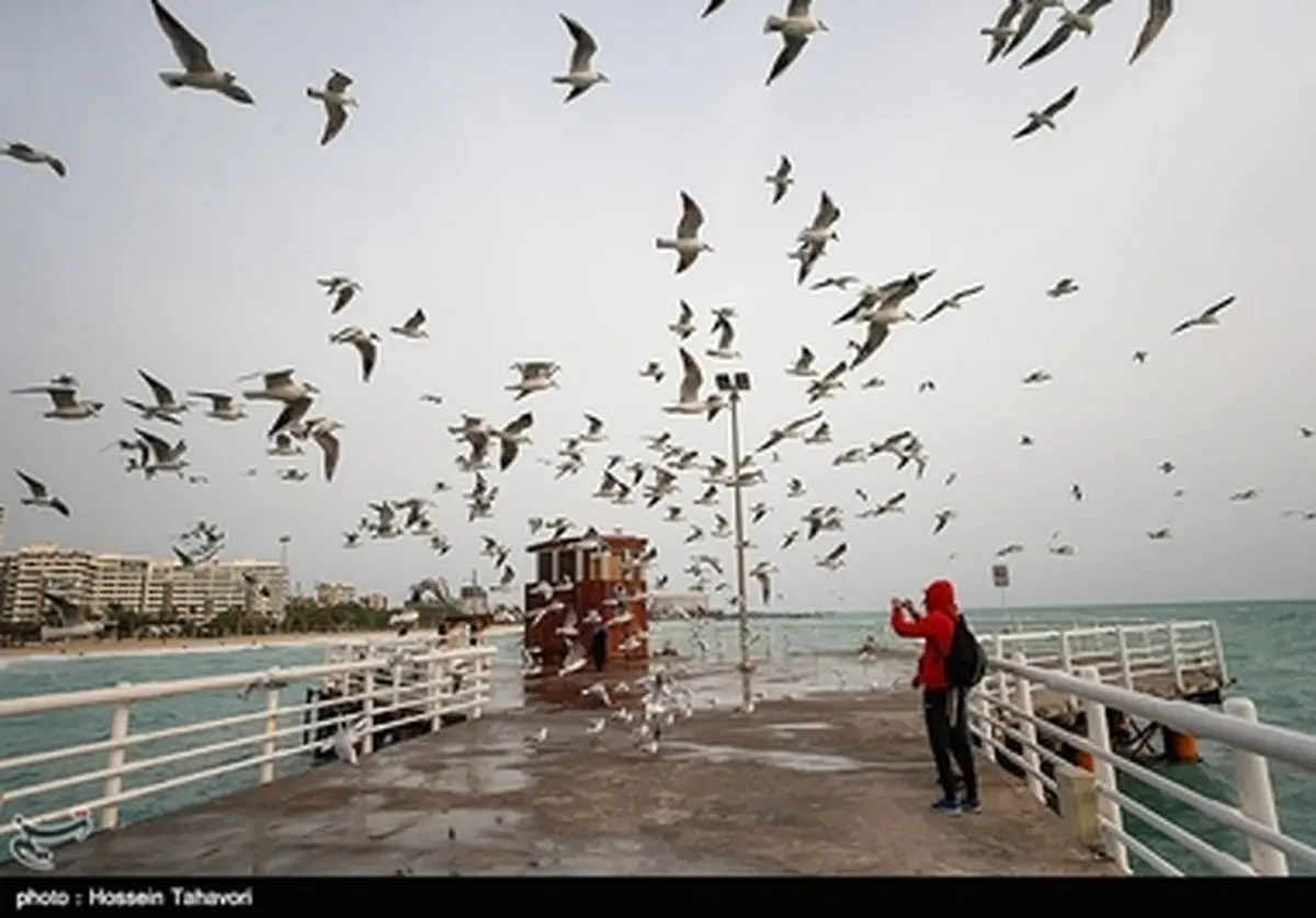 پرندگان در ساحل اسکله تفریحی کیش/ تصاویر
