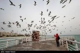 پرندگان در ساحل اسکله تفریحی کیش/ تصاویر