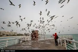 پرندگان در ساحل اسکله تفریحی کیش/ تصاویر