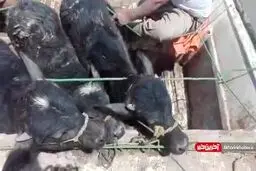 فیلم/ نجات حیوانات از سیل - روستاهای اطراف شوش