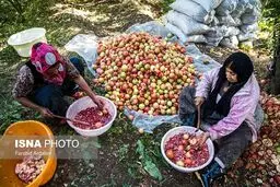 تصویری از دانه کردن انار توسط زنان روستایی