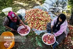 تصویری از دانه کردن انار توسط زنان روستایی