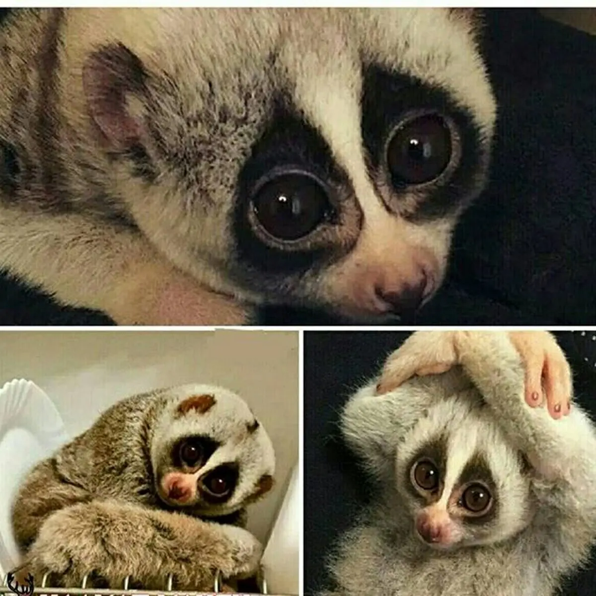مظلوم ترین حیوان / عکس