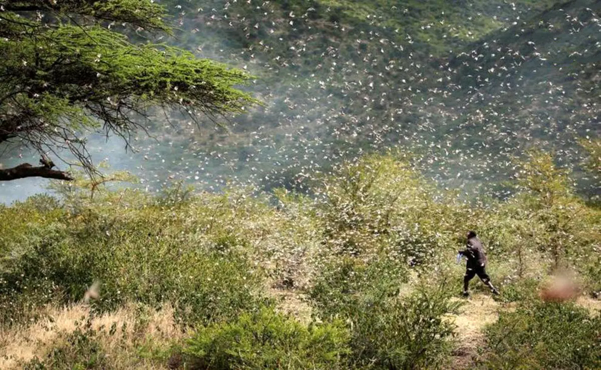 عکس / هجوم گسترده ملخ ها به مزارع کشاورزی در آفریقا