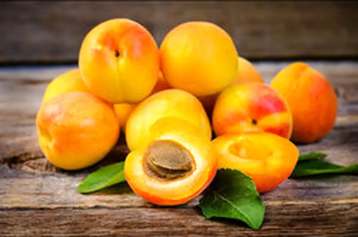 هسته این میوه بمب انرژی است آن را دور نریزید!