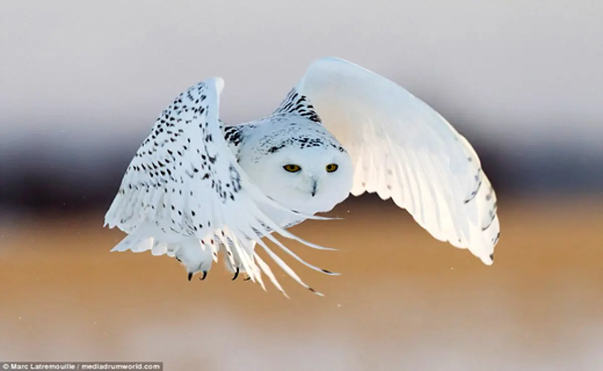 لحظه زیبای شکار جغد برفی+ تصاویر