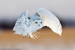 لحظه زیبای شکار جغد برفی+ تصاویر