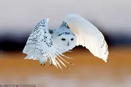 لحظه زیبای شکار جغد برفی+ تصاویر