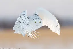 لحظه زیبای شکار جغد برفی+ تصاویر