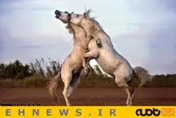 تصاویری فوق العاده دیدنی از مبارزه وحشیانه