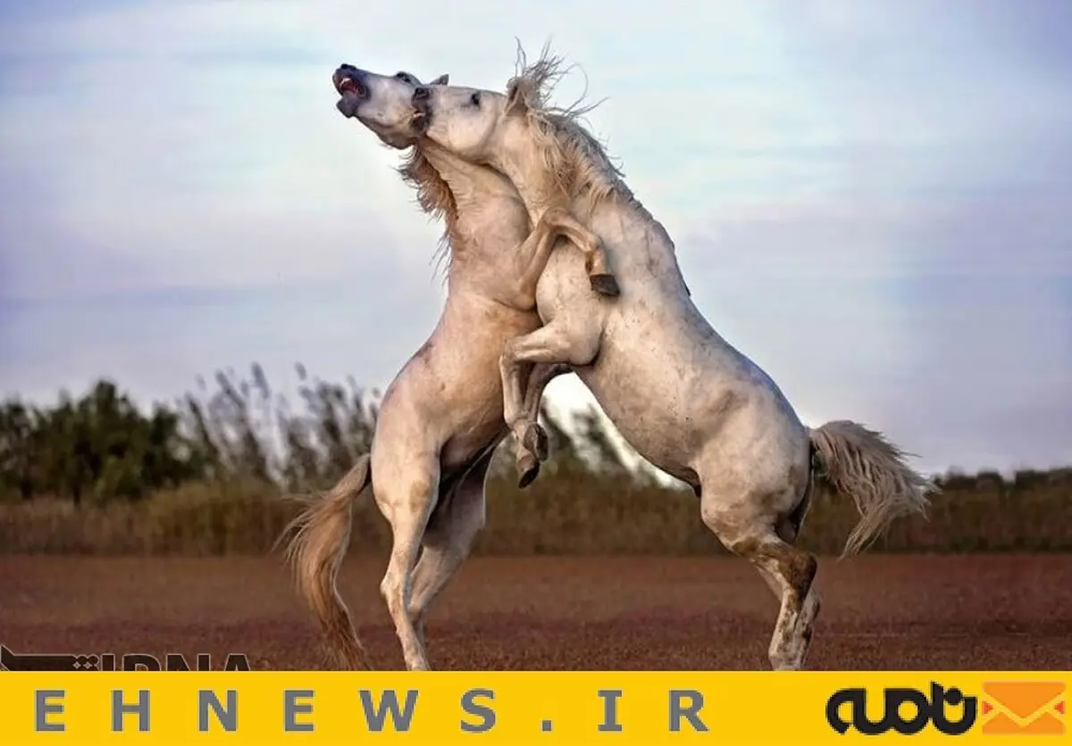 تصاویری فوق العاده دیدنی از مبارزه وحشیانه