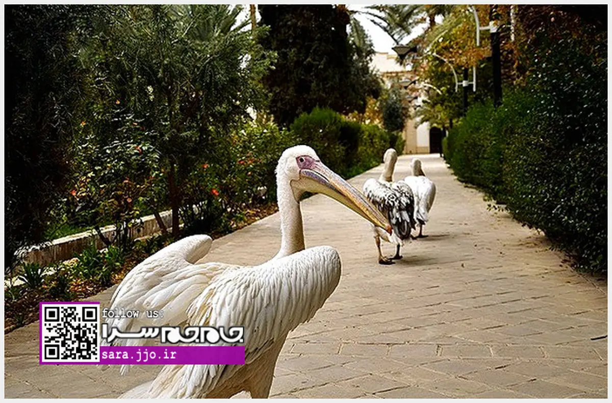 طبس شهر باغ‌های انار و قلعه‌های اسماعیلی [+عکس]