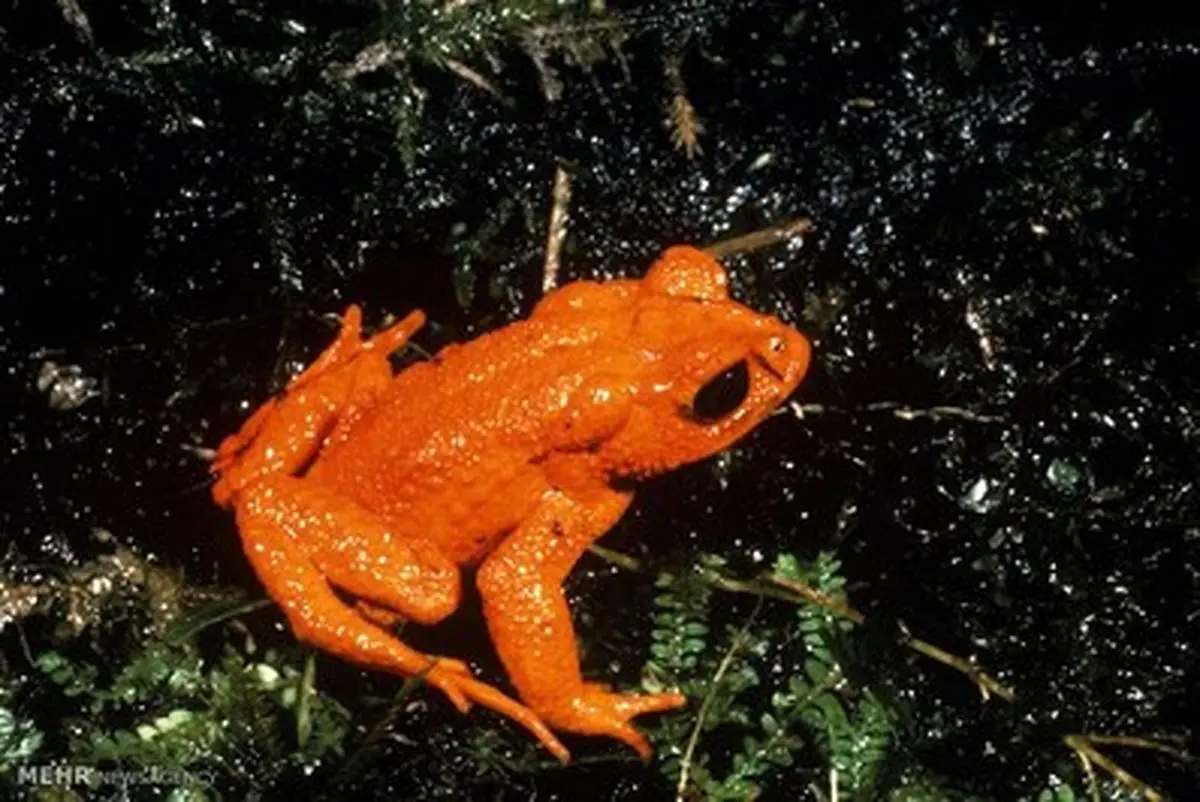 موجوداتی که نسلشان در حیات وحش منقرض شد/تصاویر