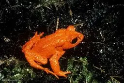 موجوداتی که نسلشان در حیات وحش منقرض شد/تصاویر