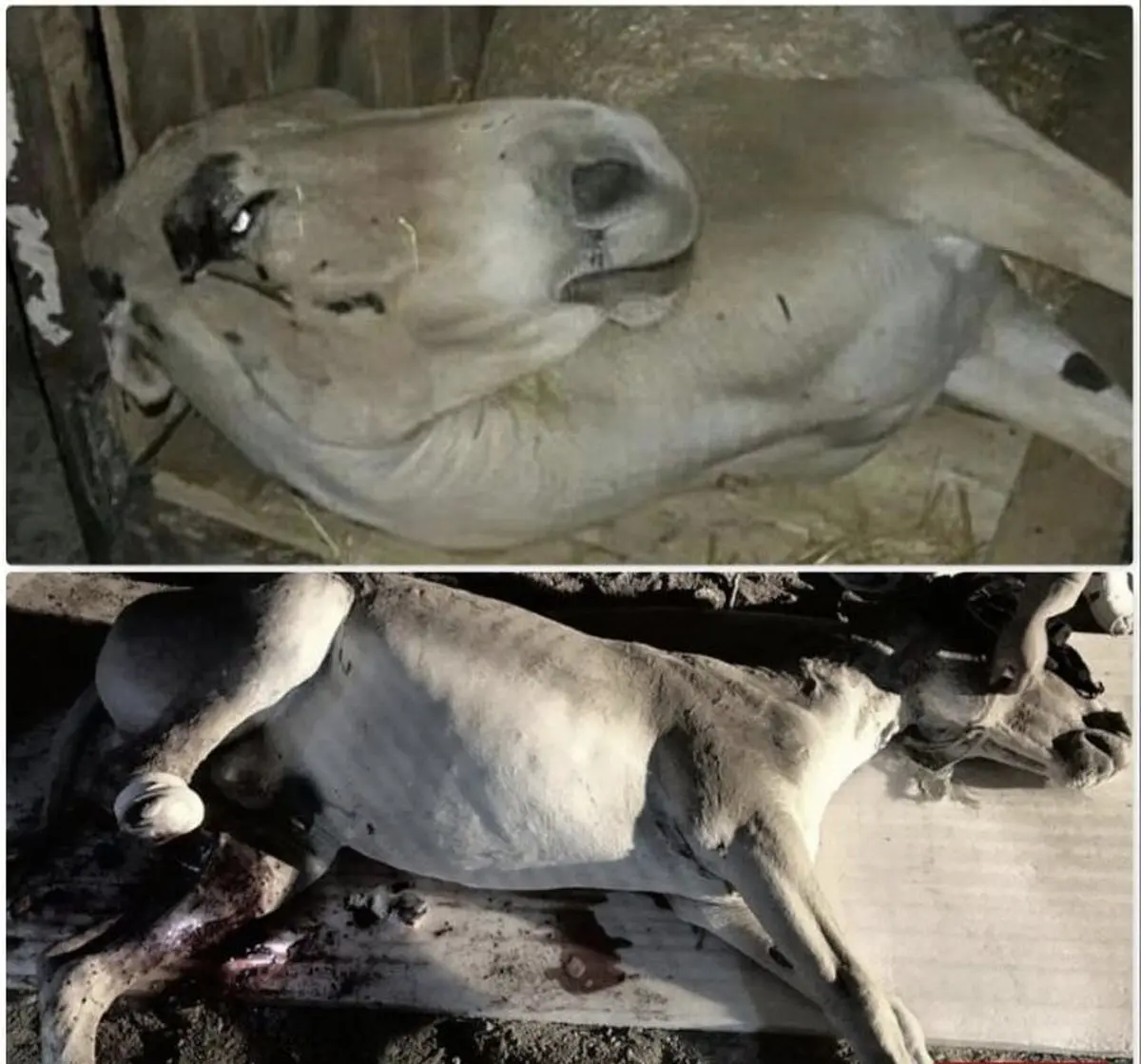 تلفات عجیب در عملیات زنده‌گیری ۱۰ گورخر توسط سازمان محیط زیست / عکس