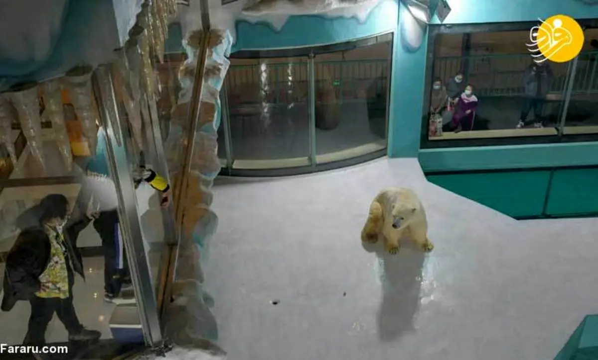 زندگی درهتل با خرس‌های قطبی! +عکس‌ها