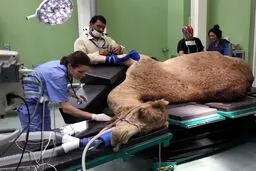 تصاویری از بیمارستان اختصاصی شترها در دبی